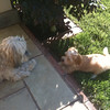 Kicsi plays with her best friend Izzie!